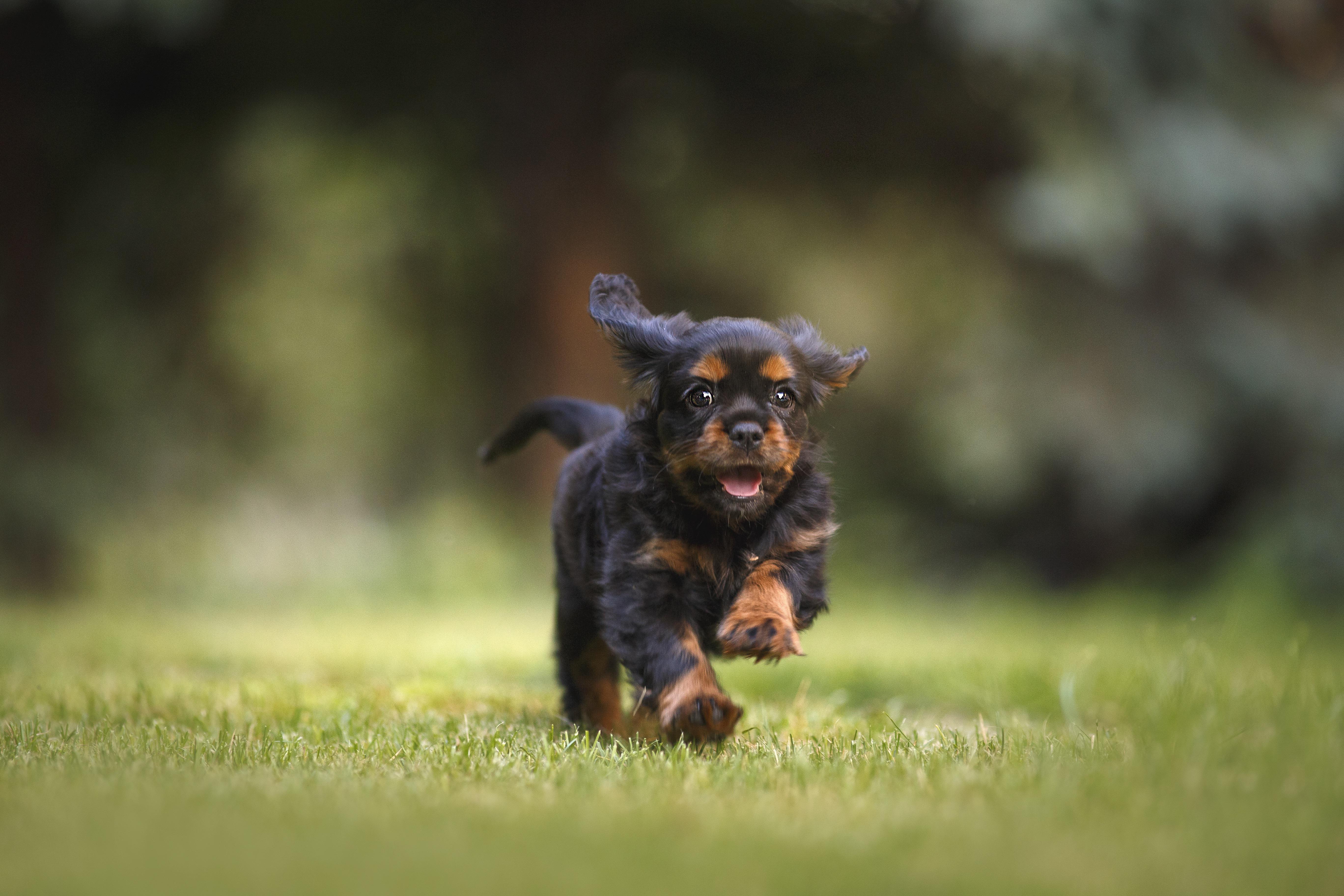 image of a dog, taken by nana amigo canino, courtesy of pixabay.com