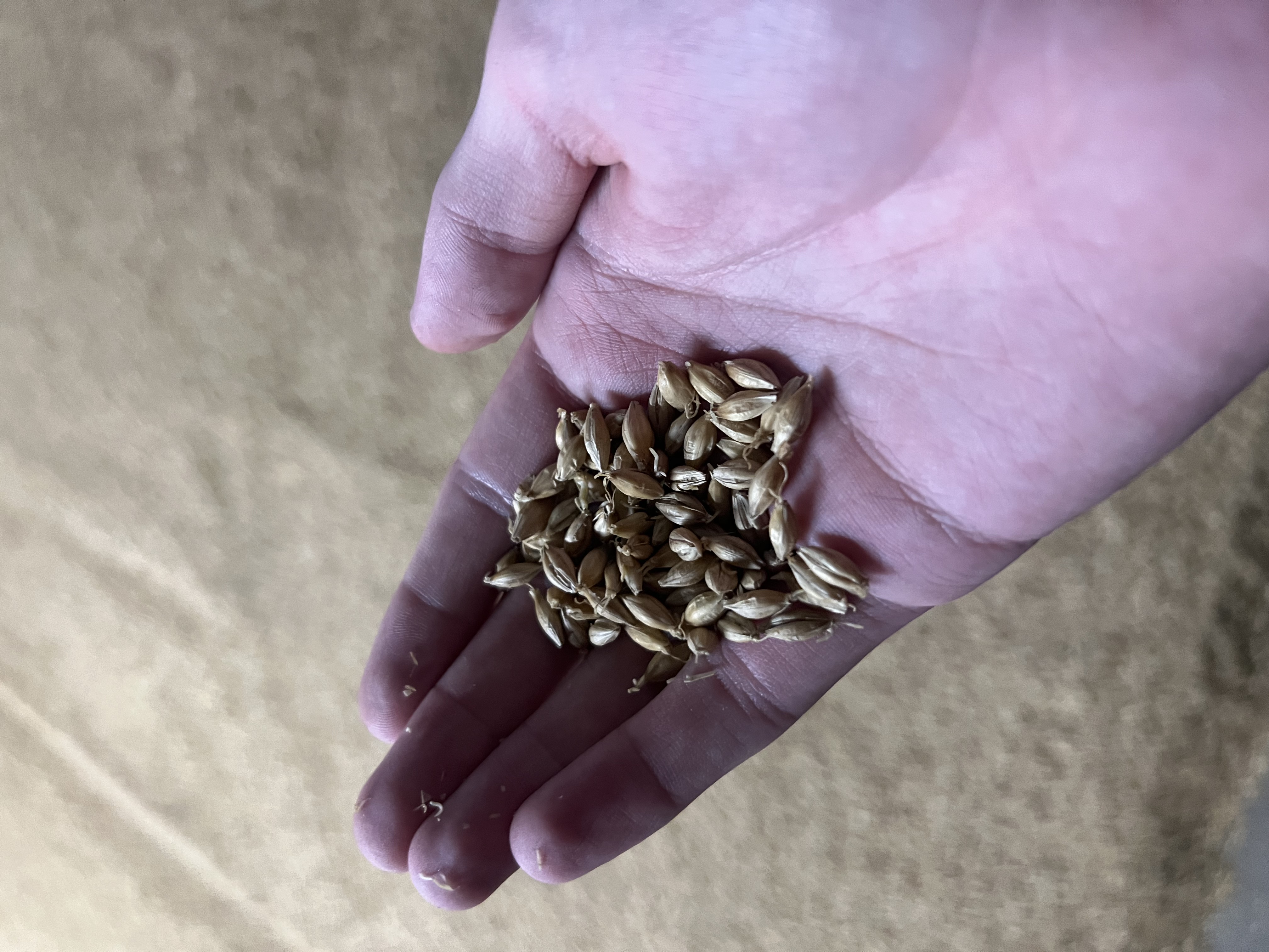 malted barley starting to chit